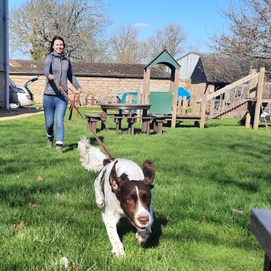 Dog on lead, running with ears flying. Being walked by owner in the grounds of The Farmland Museum.