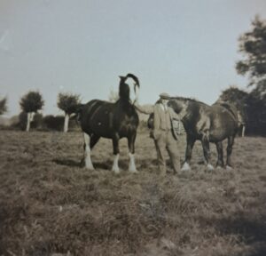A man looking at the camera with two cart horses in a field