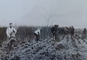 Farm labours cutting and binding wheat in a field. Black and white image