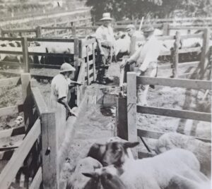 A black & white image showing sheep in pens with four shepherds herding them in between. 