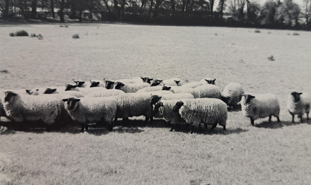 A black and white image of sheep in a field