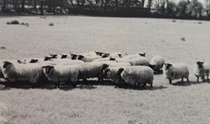 A black and white image of sheep in a field