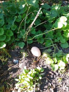 A small egg on the ground surrounded by leaves and soil